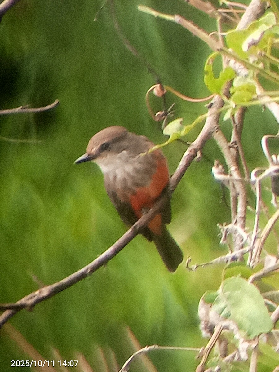 Vermilion Flycatcher - ML643366782