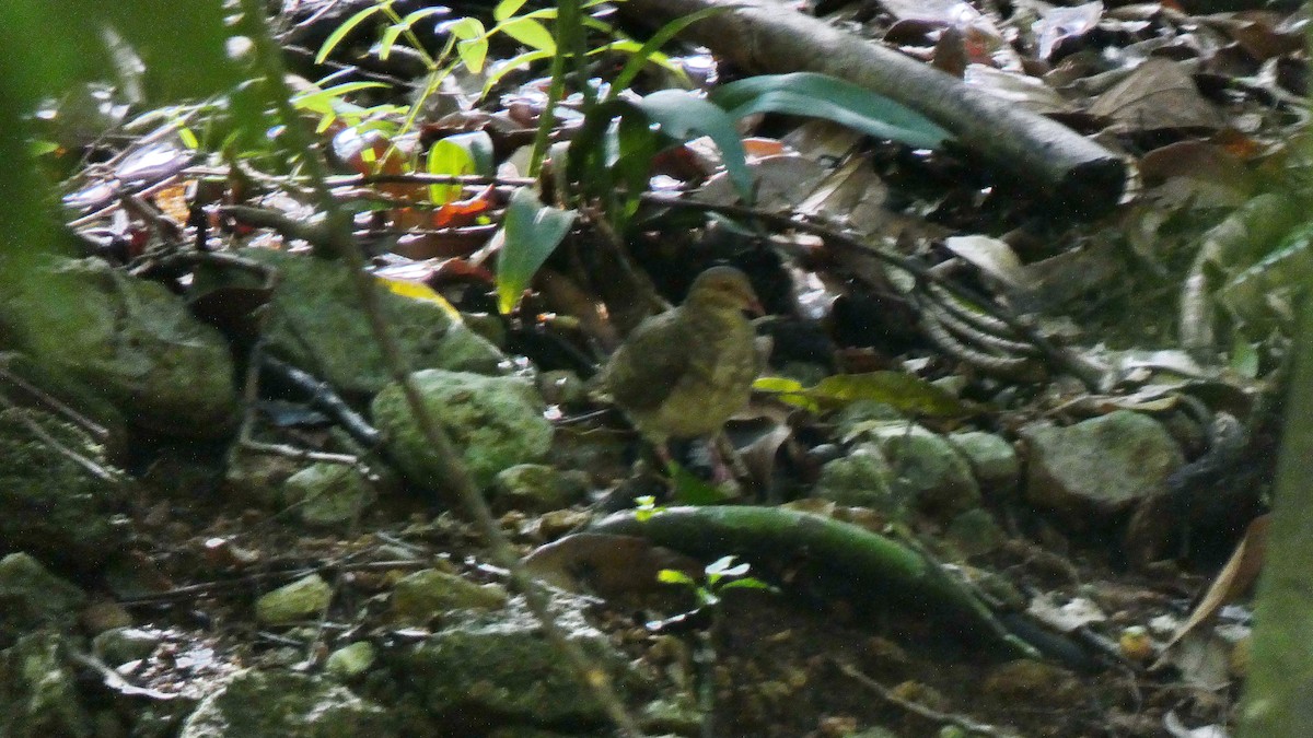 holub hnědočervený - ML643366785