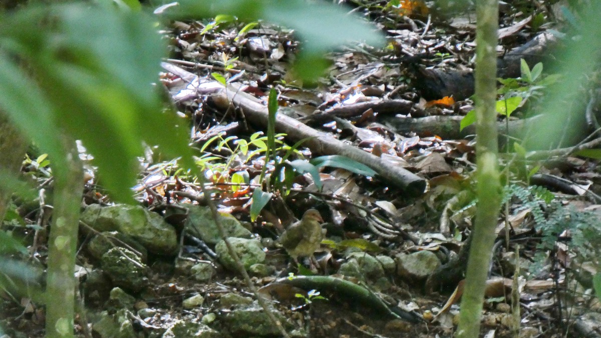 holub hnědočervený - ML643366786