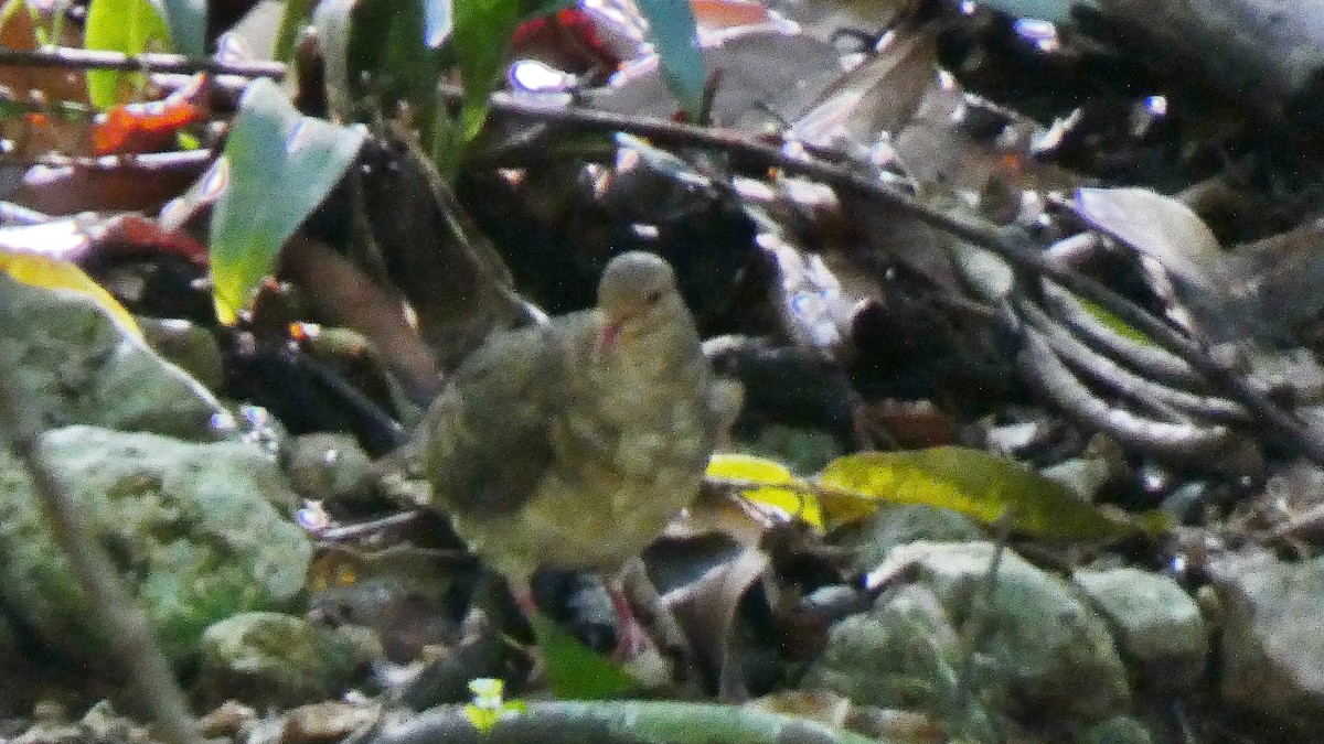 holub hnědočervený - ML643366787