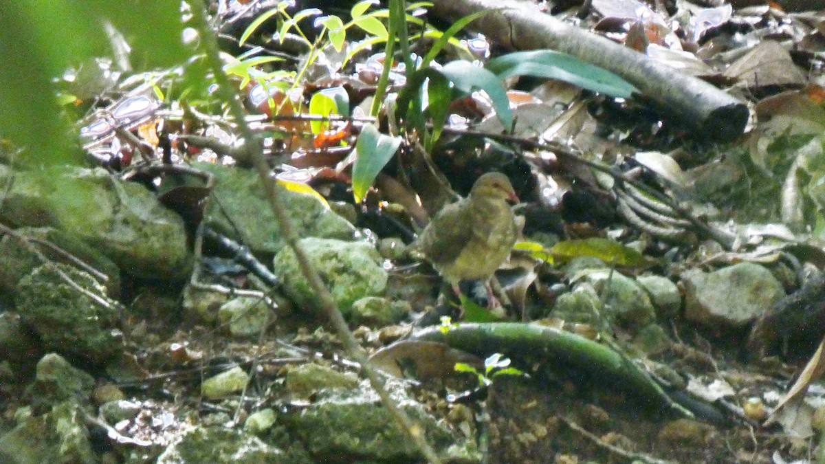 holub hnědočervený - ML643366789