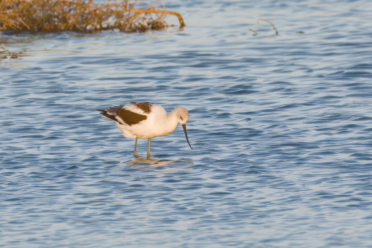 American Avocet - ML643366791