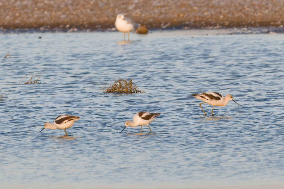 American Avocet - ML643366792