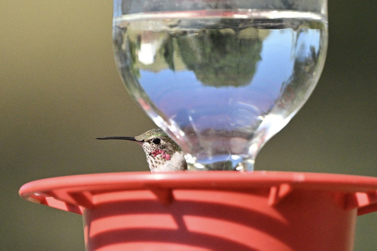 Colibrí Coliancho - ML643366803