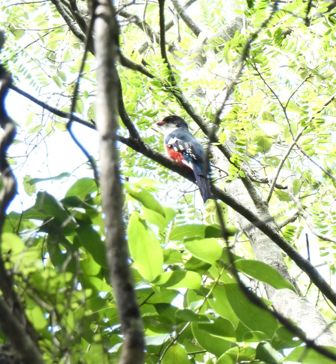 Cuban Trogon - ML643366821