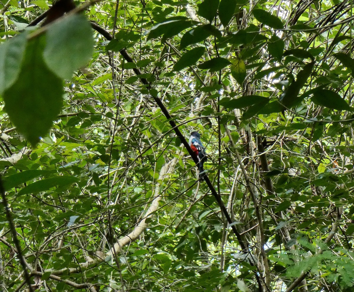 Cuban Trogon - ML643366822