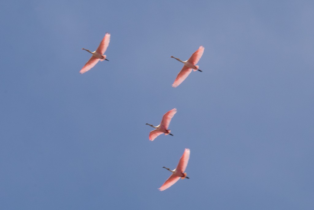 Roseate Spoonbill - ML643366830
