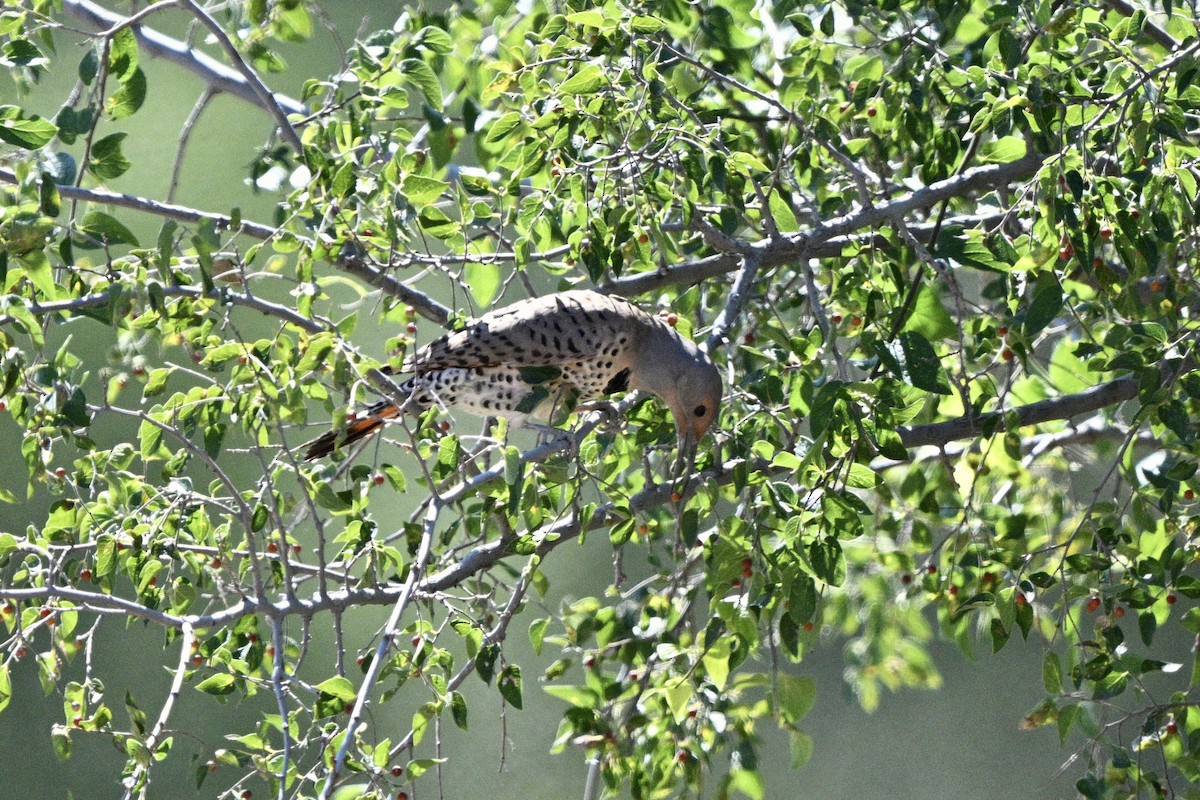Northern Flicker - ML643366842