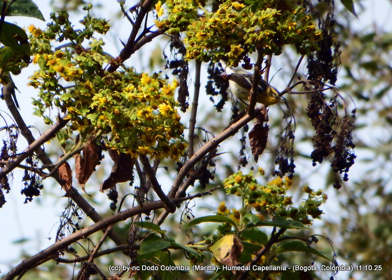 Blackburnian Warbler - ML643366844