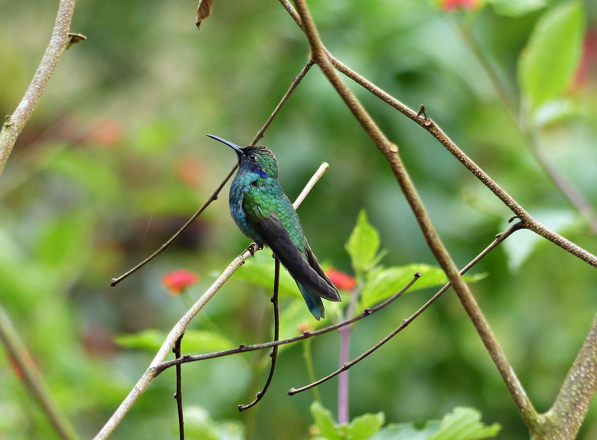 Colibri d'Anaïs - ML643366845