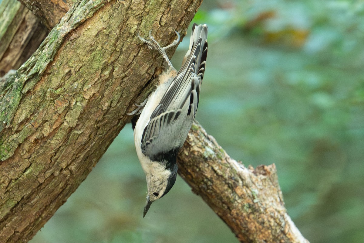 White-breasted Nuthatch - ML643366851