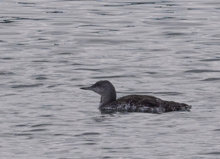 Улаан гүеэт гахууна - ML643366854