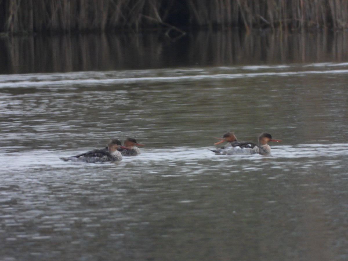 Red-breasted Merganser - ML643366855