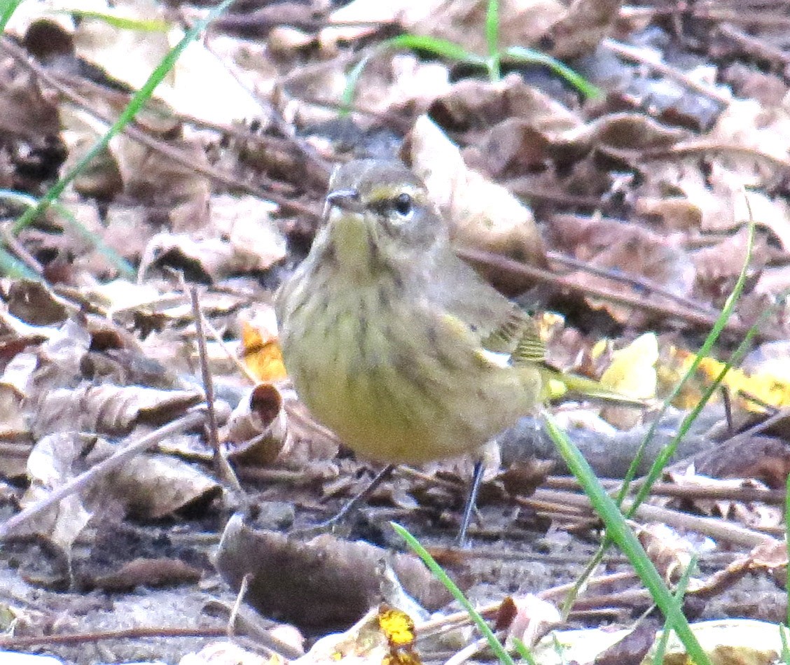 Paruline à couronne rousse - ML643366857