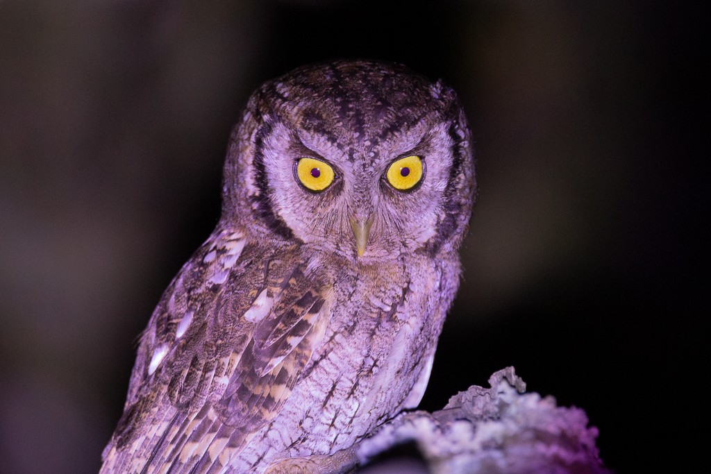 Tropical Screech-Owl - ML643366861