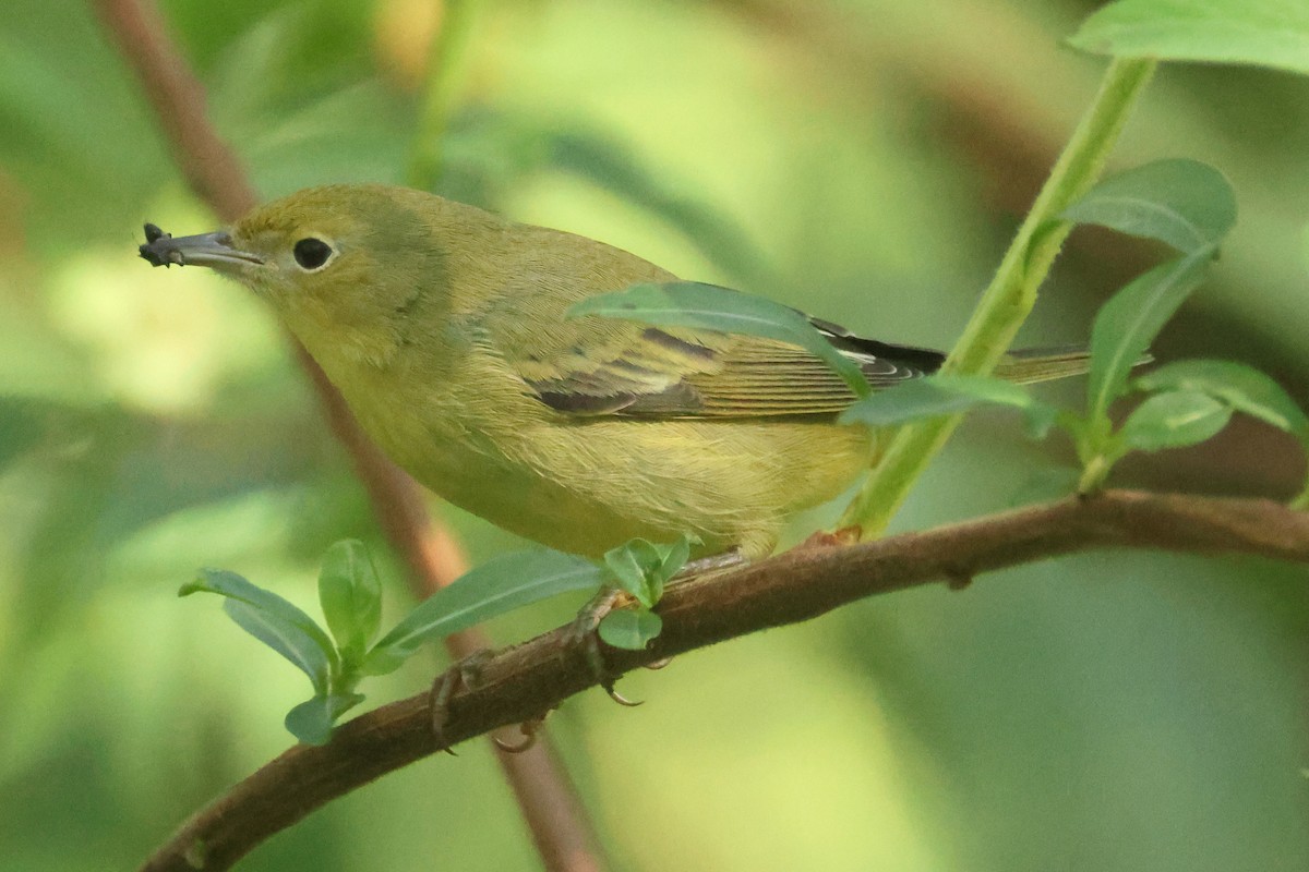 Yellow Warbler (Northern) - ML643366880