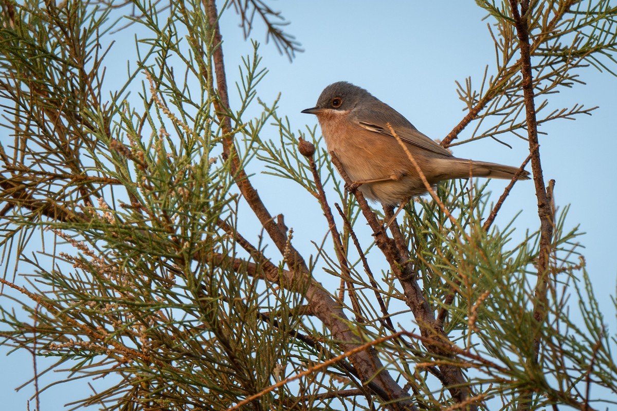 Western Subalpine Warbler - ML643366888