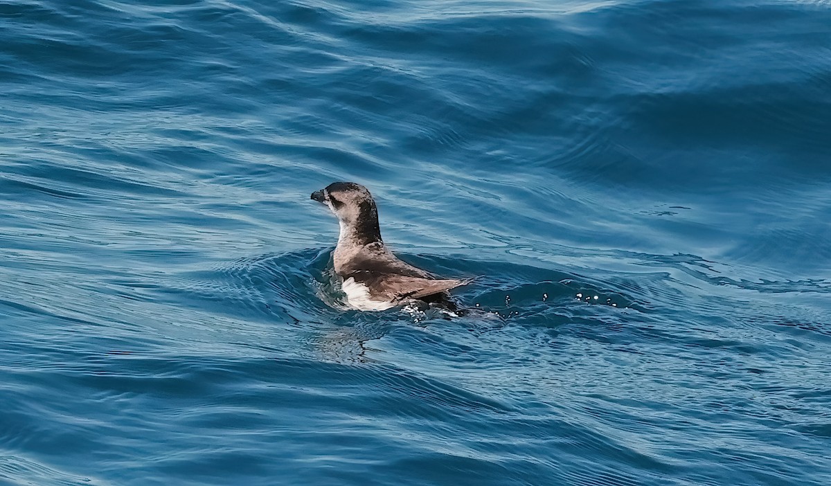 Puffinure plongeur - ML643366895