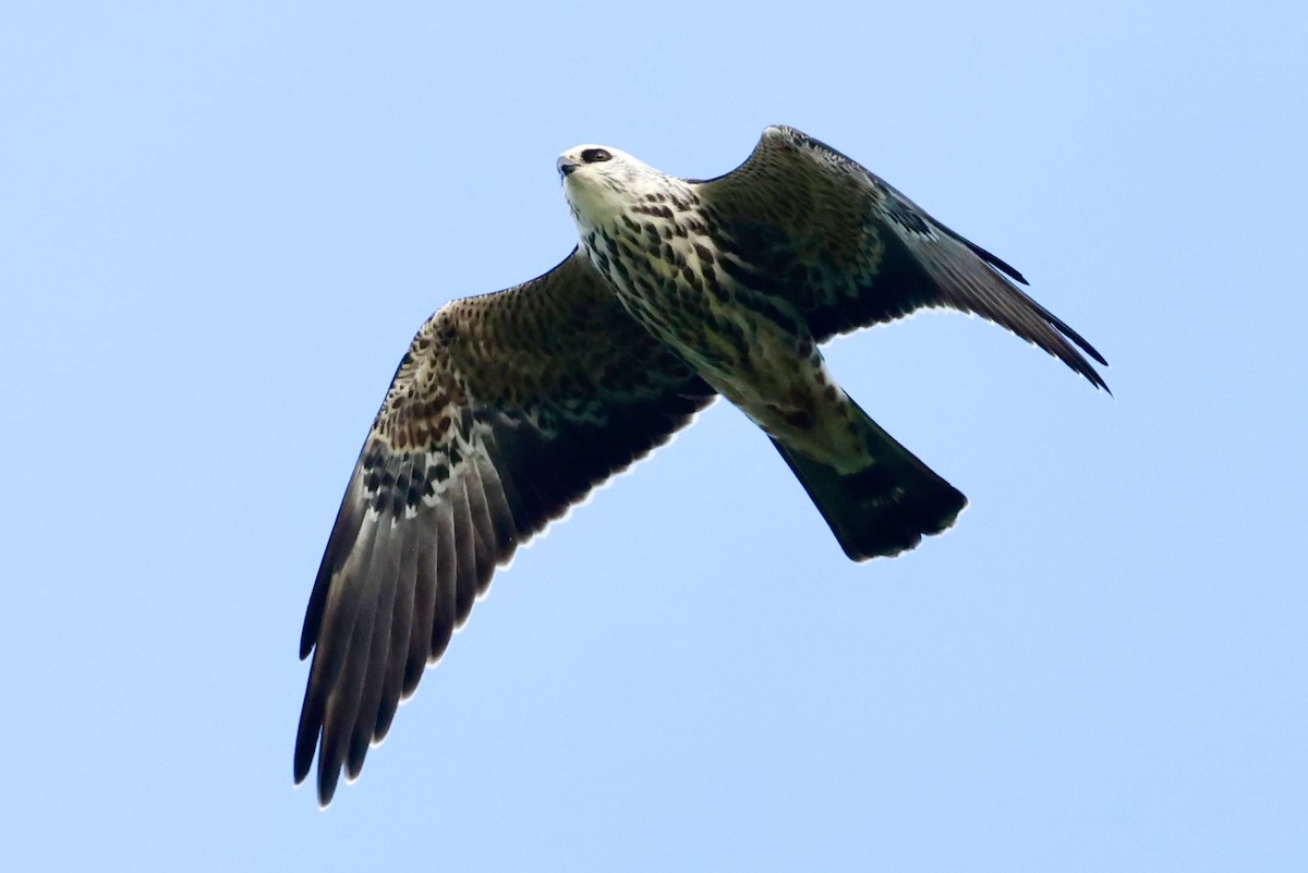Mississippi Kite - ML643366905