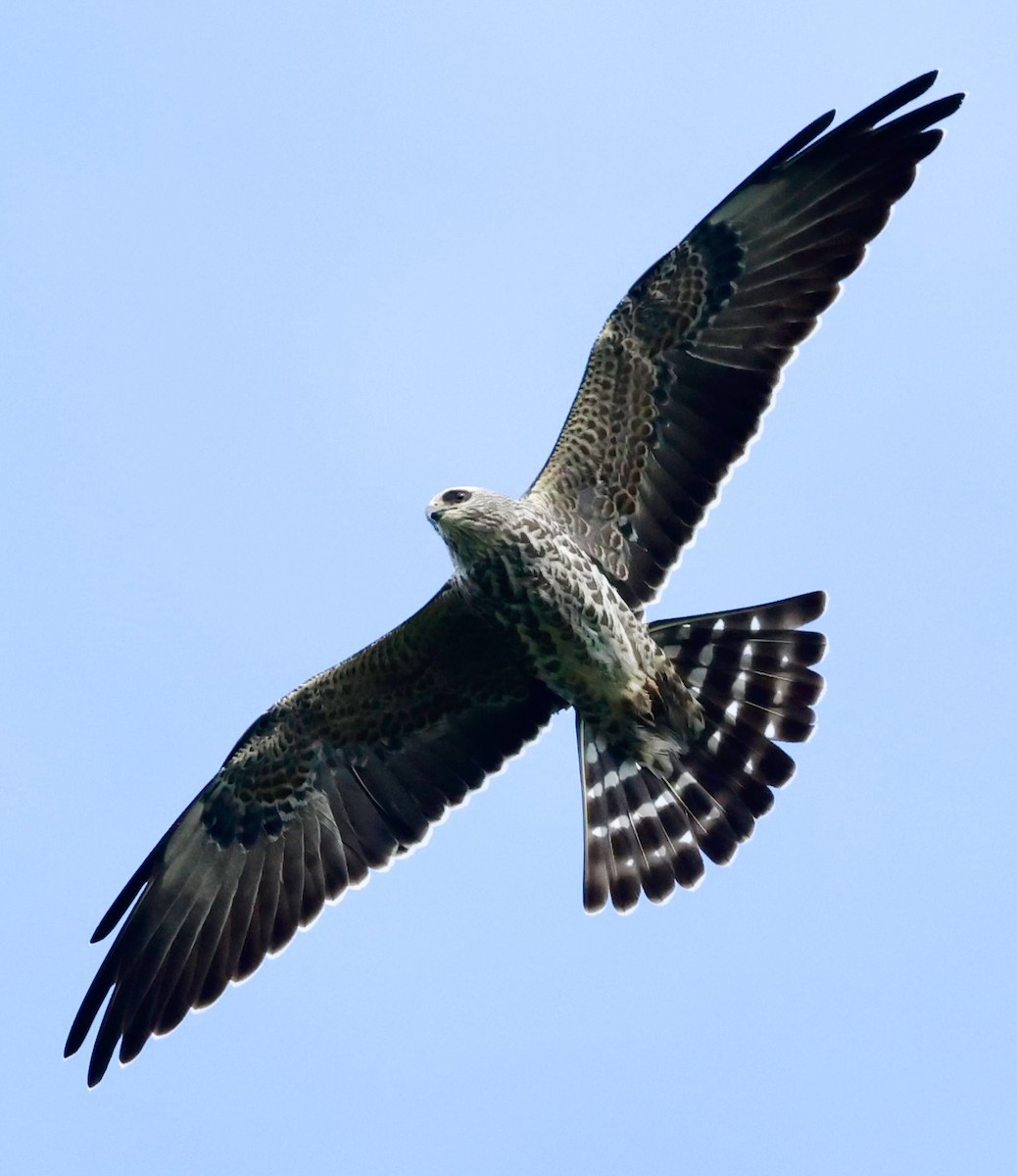 Mississippi Kite - ML643366906