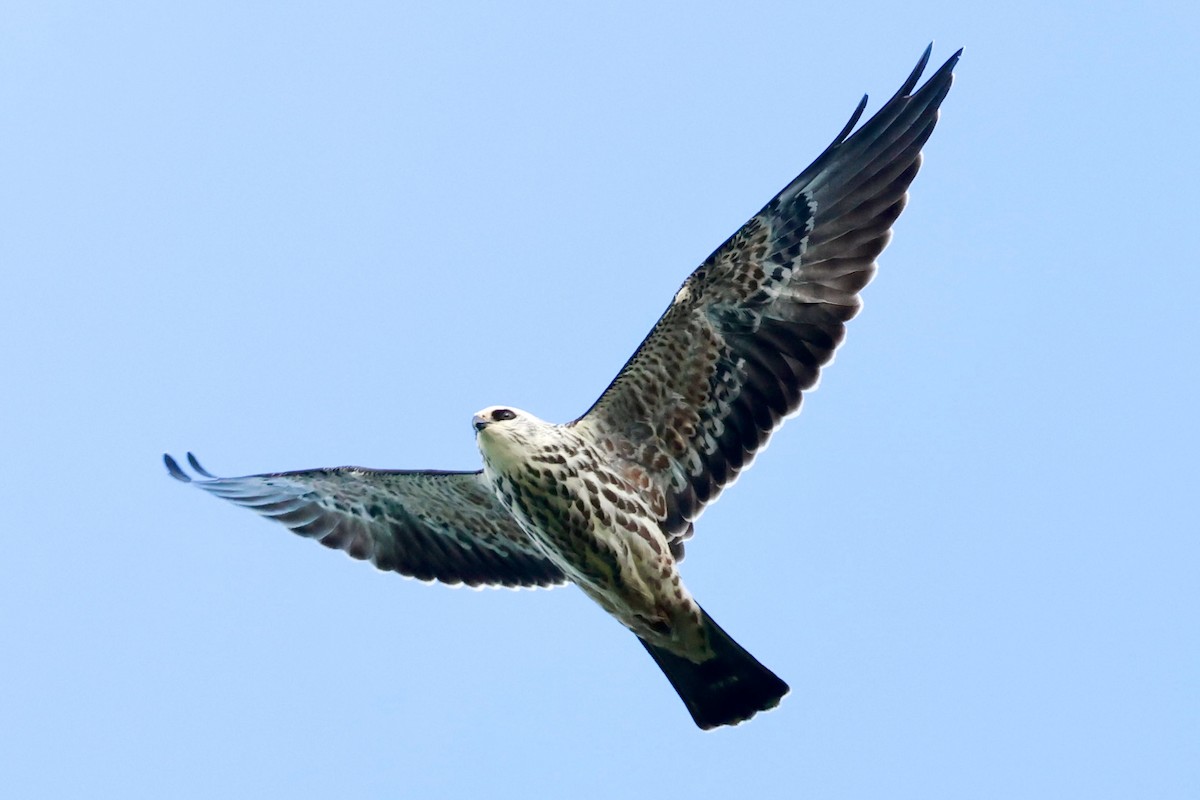 Mississippi Kite - ML643366907