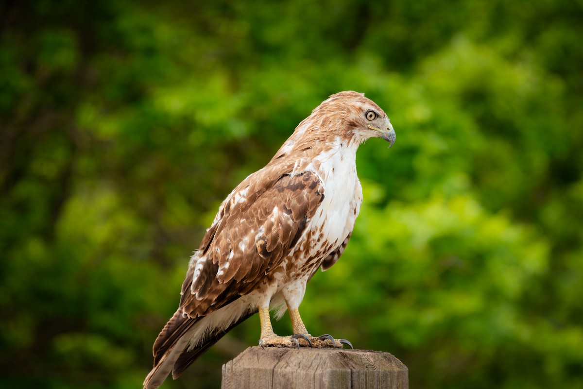 Rotschwanzbussard - ML643367029