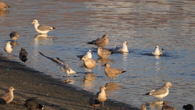 Iceland Gull (Thayer's) - ML643367030