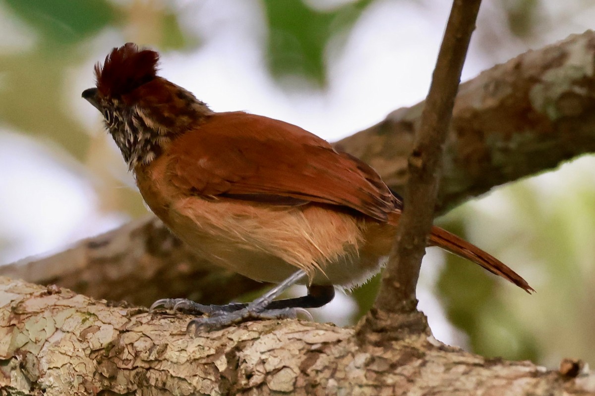 Barred Antshrike - ML643367041