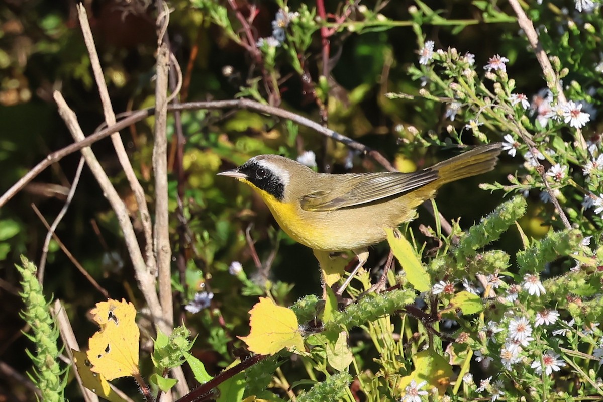Common Yellowthroat - ML643367047