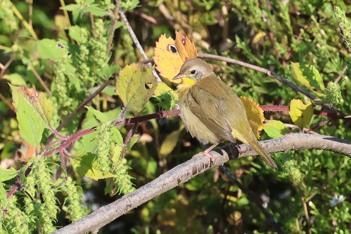 Common Yellowthroat - ML643367048