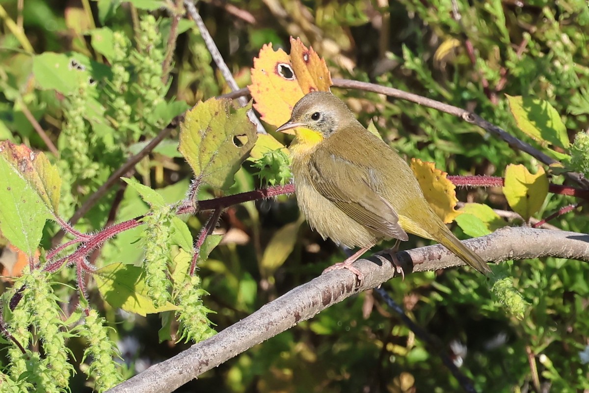 Common Yellowthroat - ML643367049