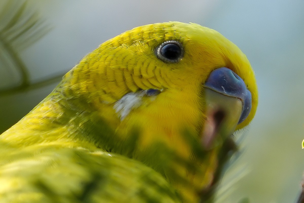 Budgerigar (Domestic type) - ML643367107