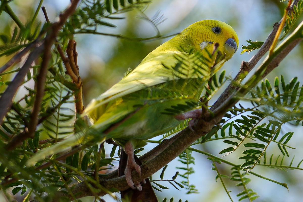 Budgerigar (Domestic type) - ML643367108