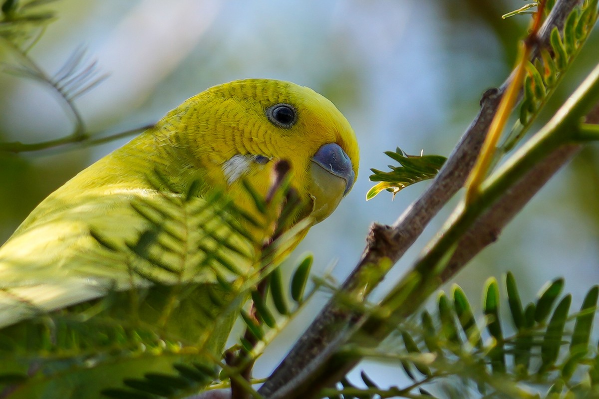 Budgerigar (Domestic type) - ML643367109