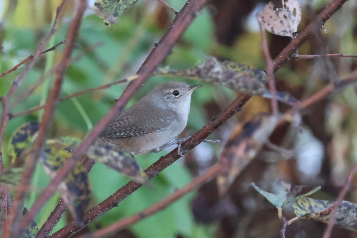 Northern House Wren - ML643367111
