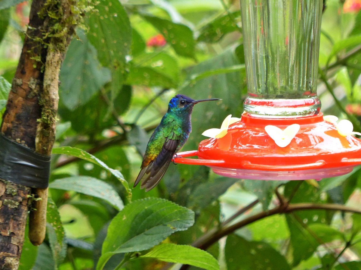 Golden-tailed Sapphire - ML643367114