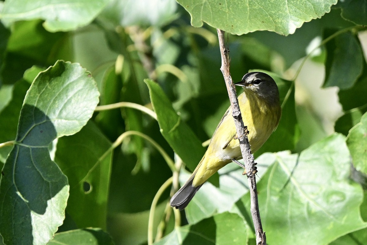 Orange-crowned Warbler - ML643367143