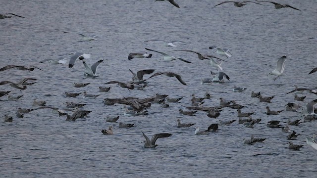 California Gull - ML643367170