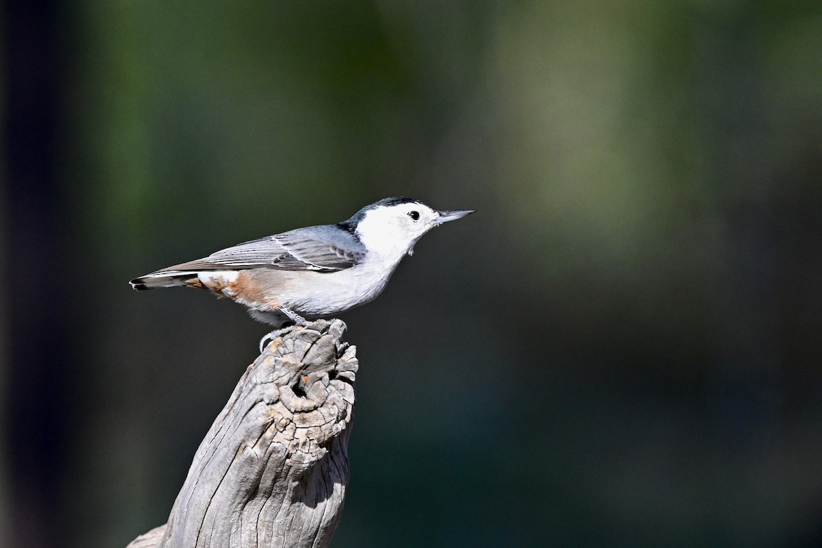 White-breasted Nuthatch - ML643367242
