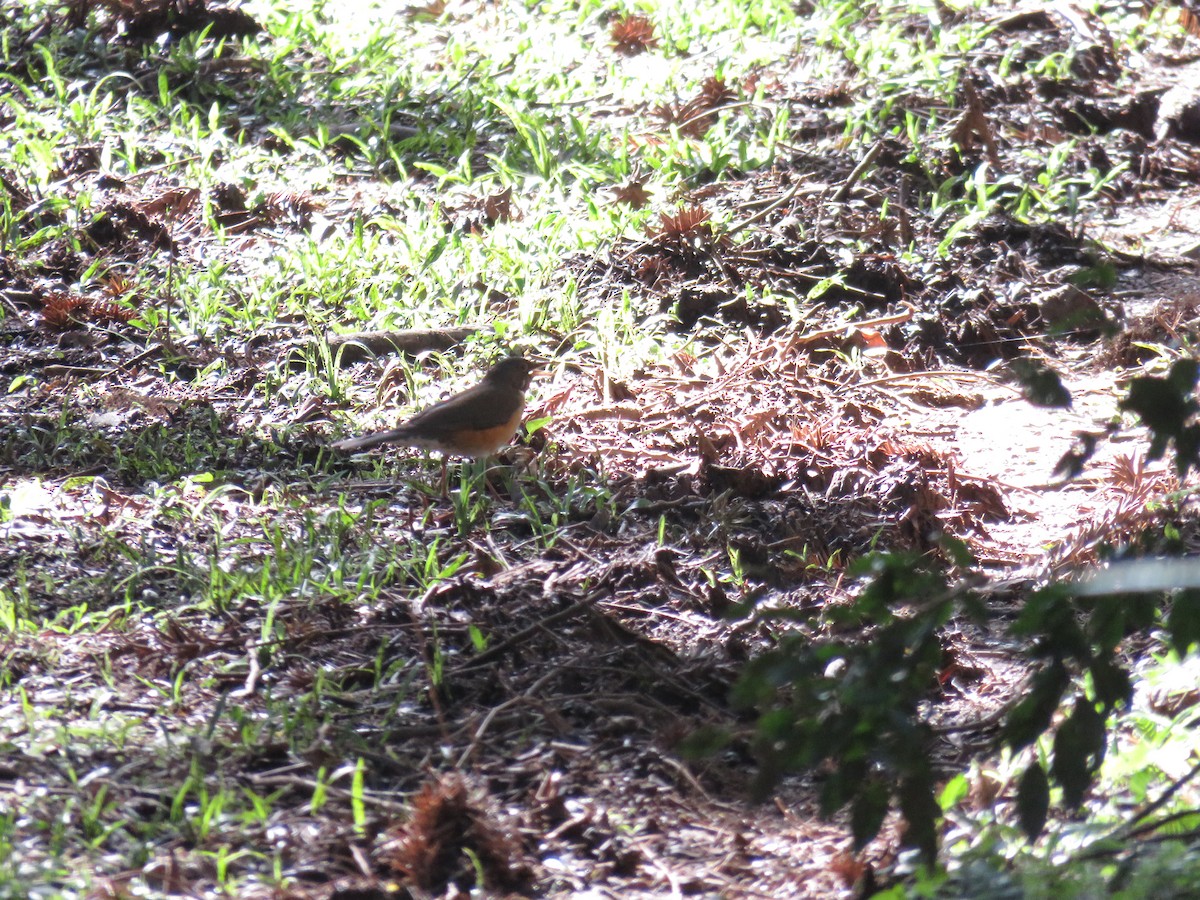 White-necked Thrush - ML643367251