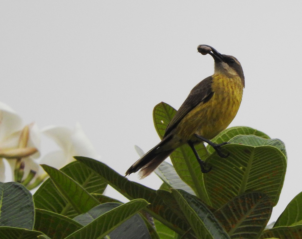 Bronze Sunbird - ML643367281