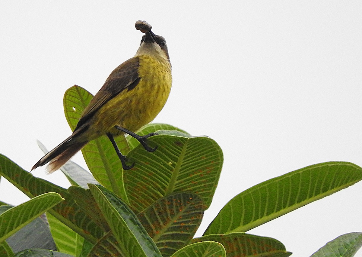Bronze Sunbird - ML643367282