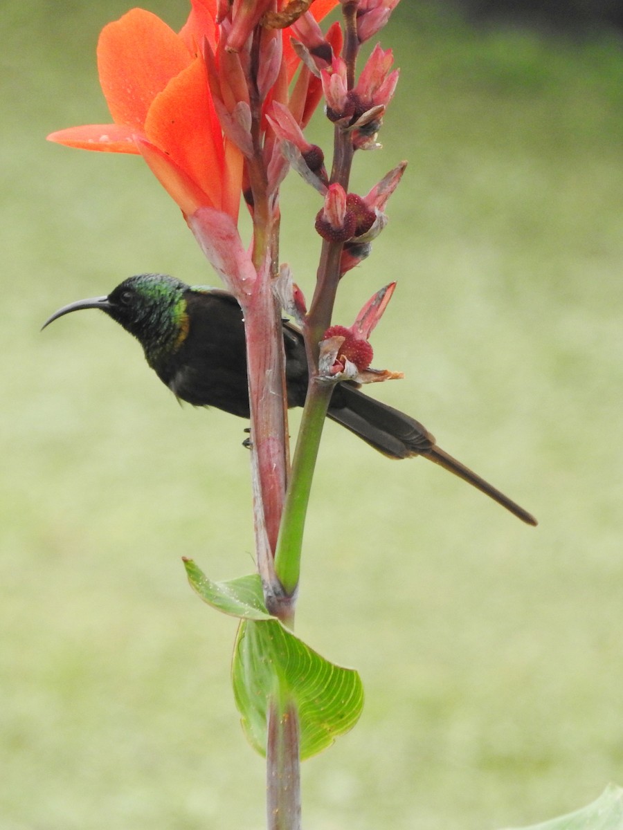 Bronze Sunbird - ML643367299