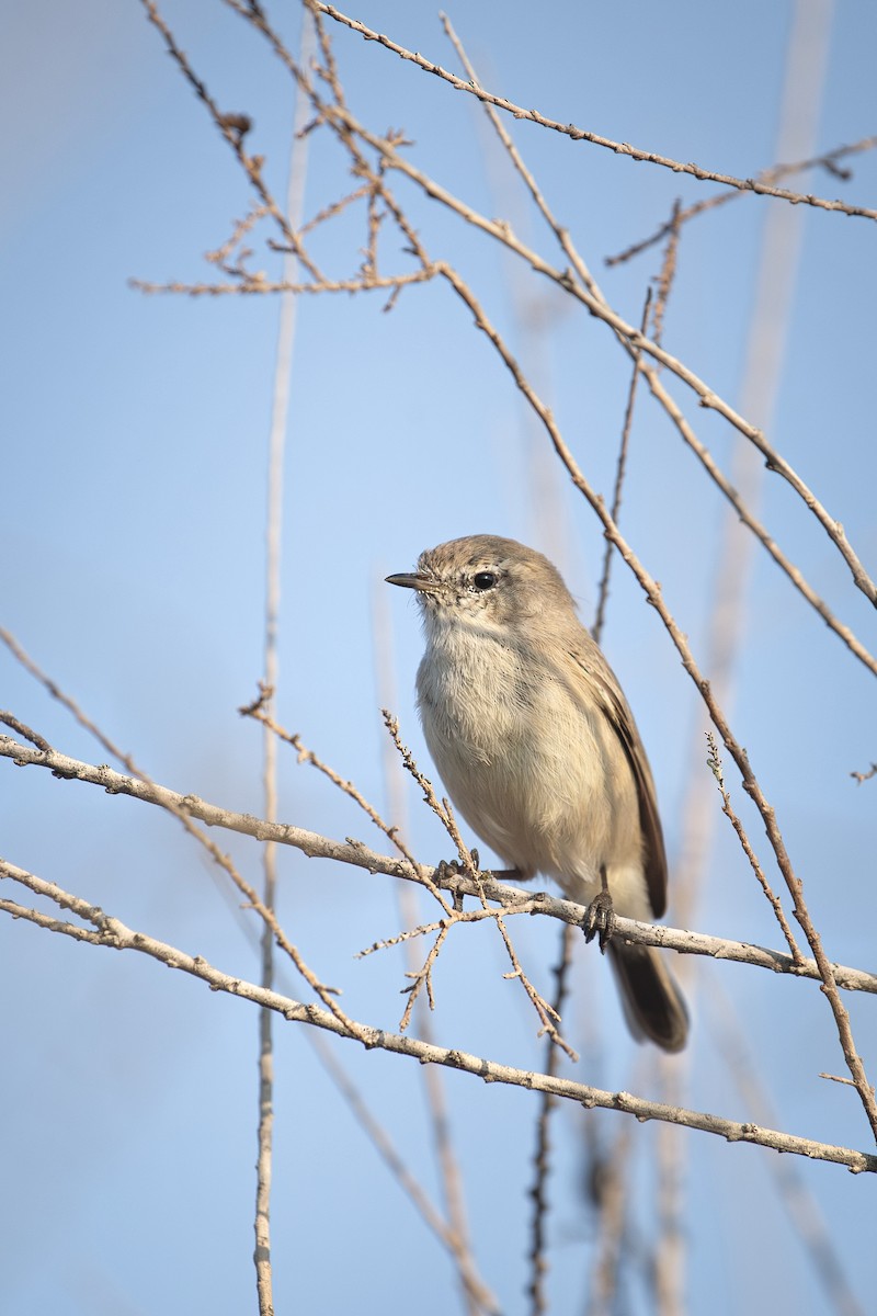 Plain Leaf Warbler - ML643367302