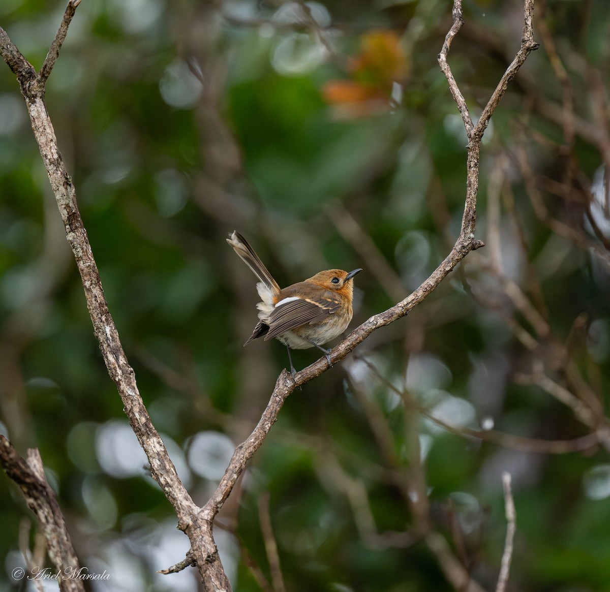 Kauai Elepaio - ML643367322