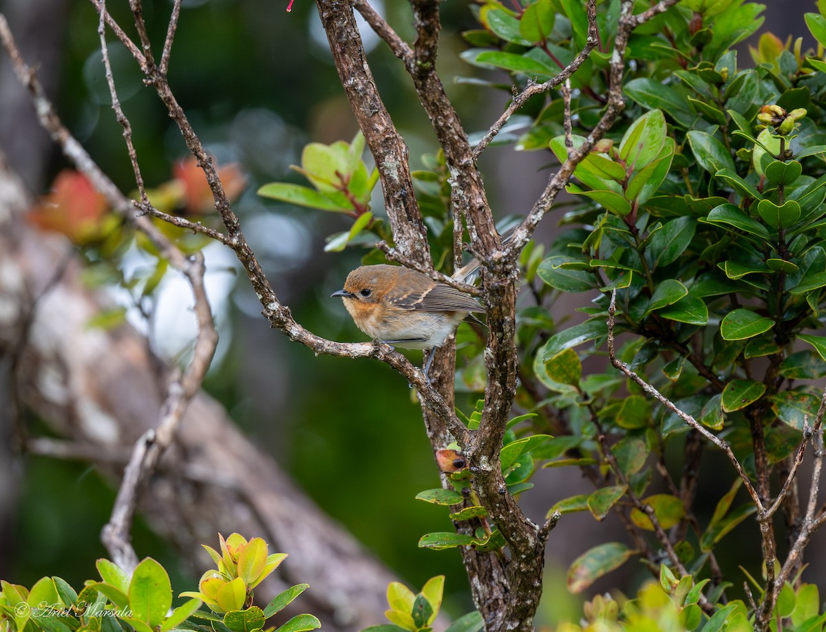 Kauai Elepaio - ML643367323