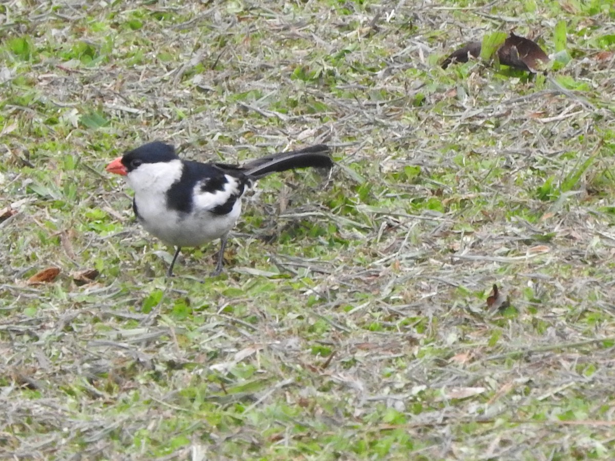 Pin-tailed Whydah - ML643367341