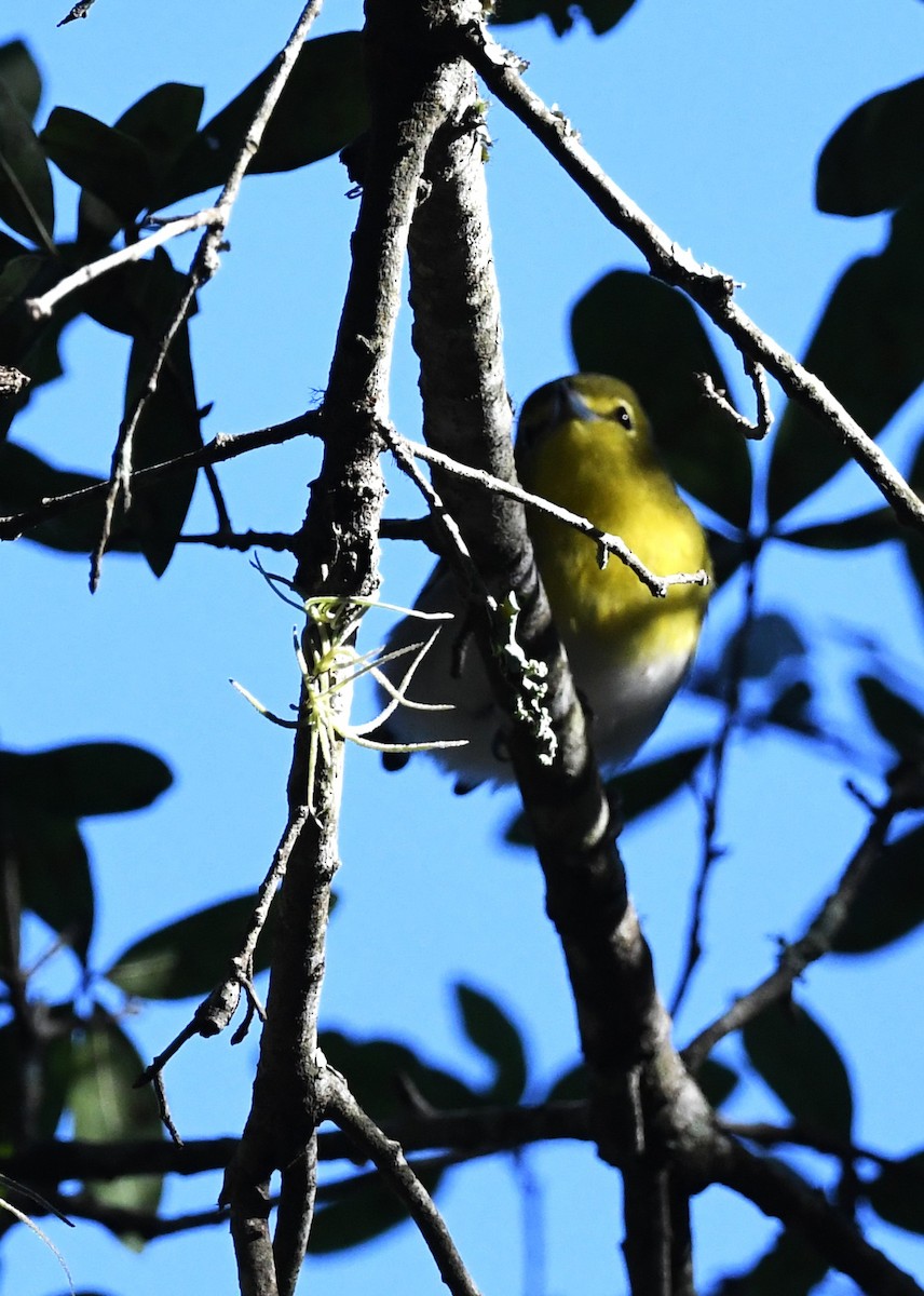 Sarı Gerdanlı Vireo - ML643367344