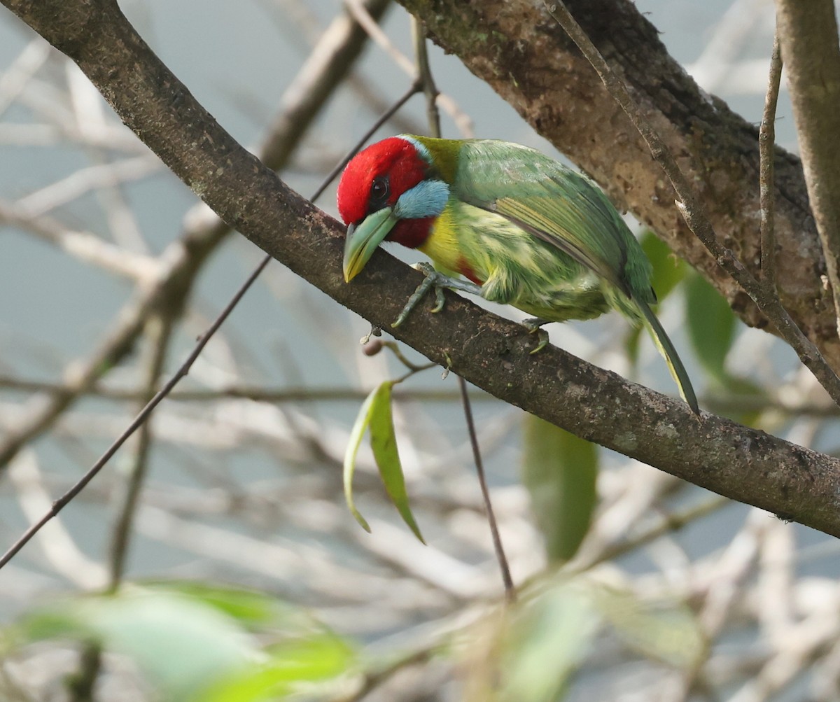 Versicolored Barbet (Blue-moustached) - ML643367353