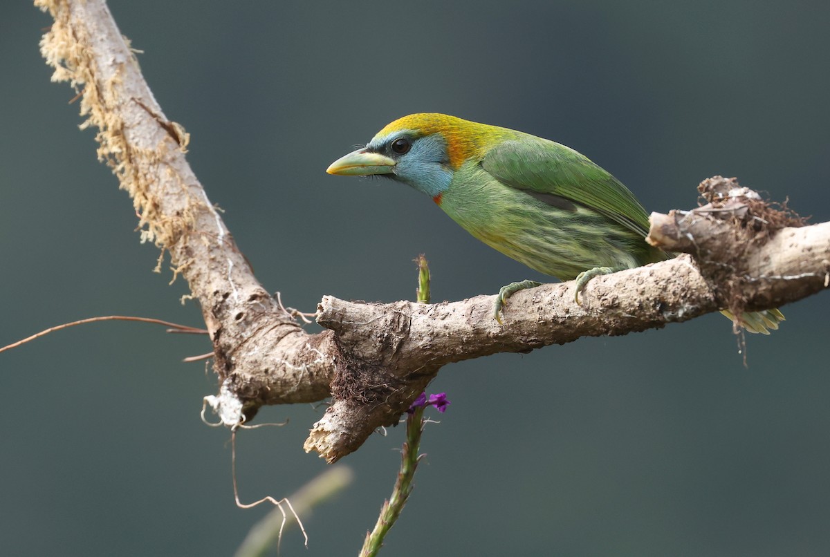 Versicolored Barbet (Blue-moustached) - ML643367354